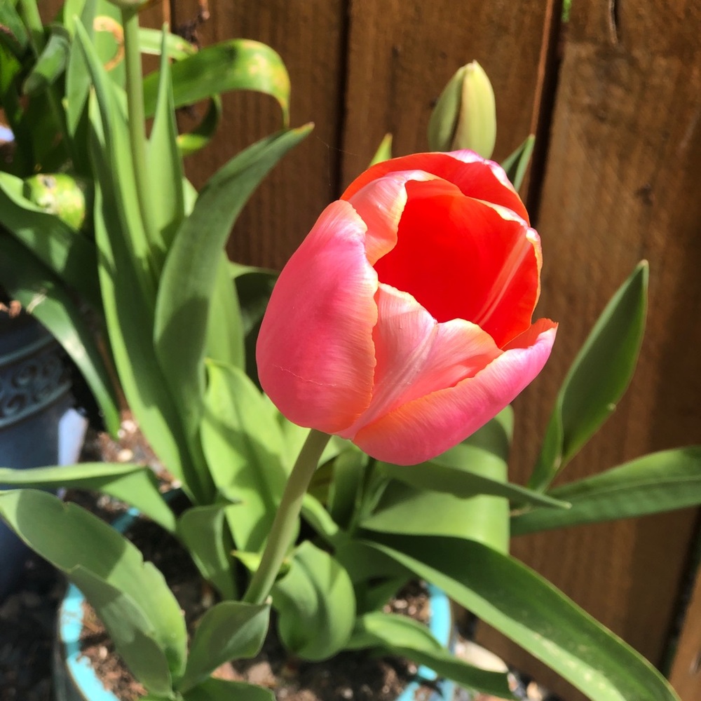 End of Spring Bundle Sale!